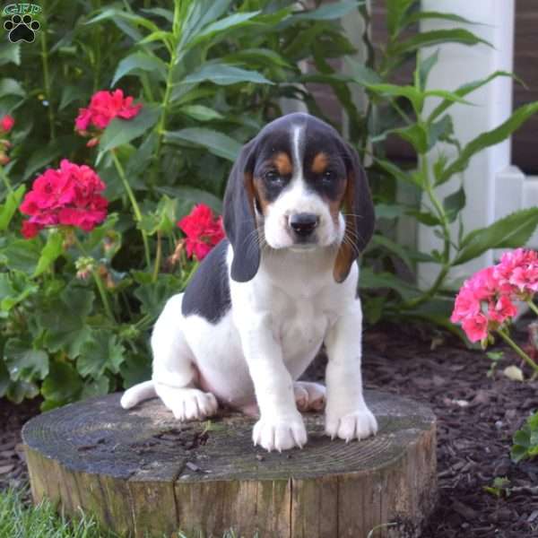 Cedar, Beagle Puppy