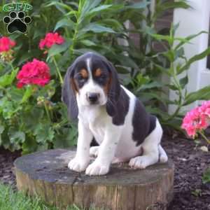 Cedar, Beagle Puppy