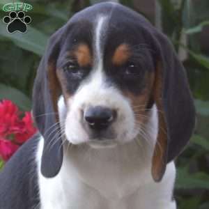 Cedar, Beagle Puppy