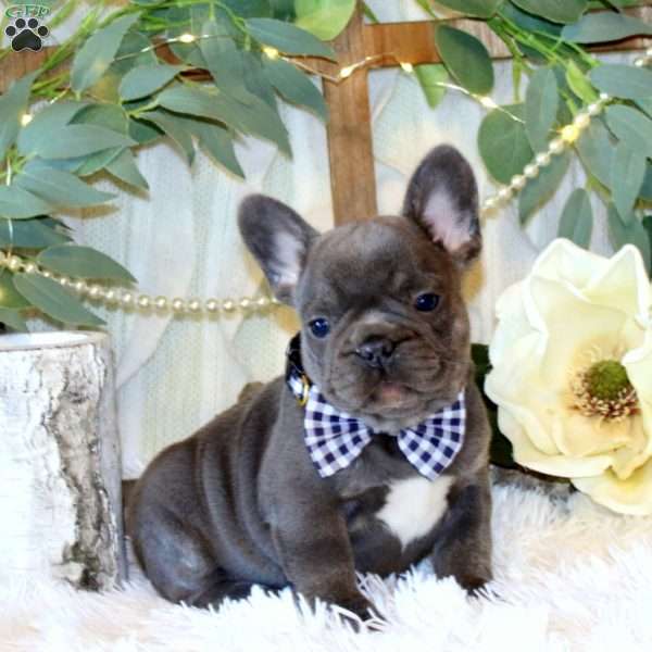 Cedar Ridge, French Bulldog Puppy