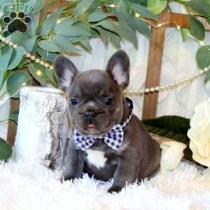 Cedar Ridge, French Bulldog Puppy