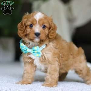 Champ, Cavapoo Puppy