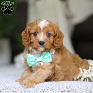 Champ, Cavapoo Puppy