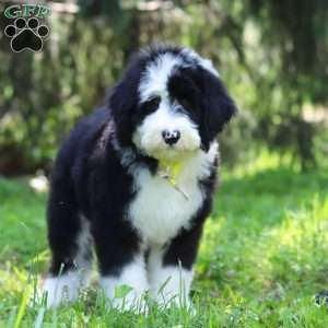 Champ, Sheepadoodle Puppy