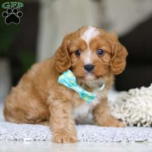 Champ, Cavapoo Puppy