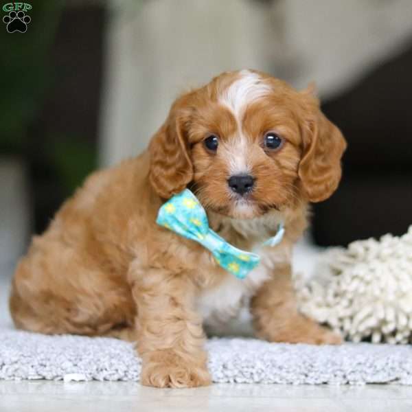Champ, Cavapoo Puppy
