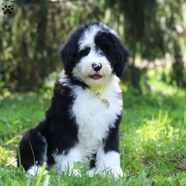 Champ, Sheepadoodle Puppy