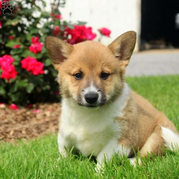 Champ, Welsh Corgi Mix Puppy