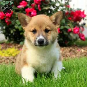 Champ, Welsh Corgi Mix Puppy