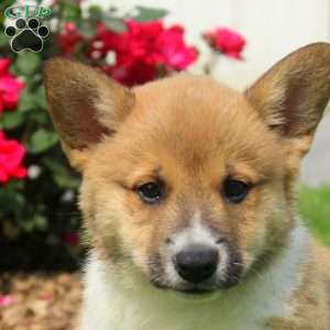 Champ, Welsh Corgi Mix Puppy