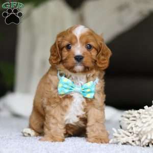 Champ, Cavapoo Puppy