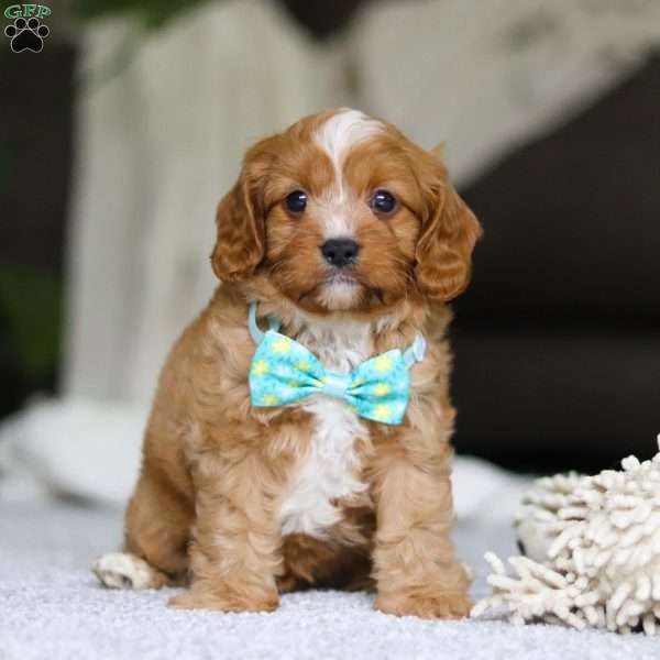 Champ, Cavapoo Puppy