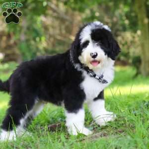 Champ, Sheepadoodle Puppy