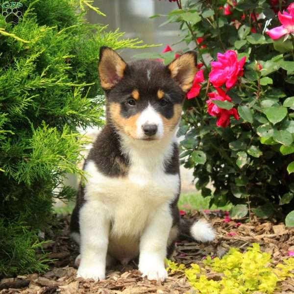 Charger, Welsh Corgi Mix Puppy