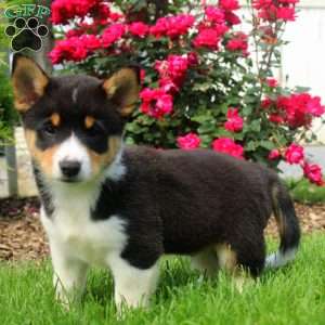Charger, Welsh Corgi Mix Puppy