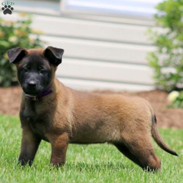 Charity, Belgian Malinois Puppy