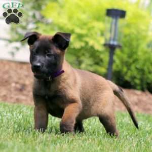 Charity, Belgian Malinois Puppy