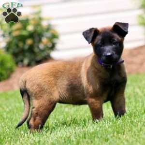 Charity, Belgian Malinois Puppy