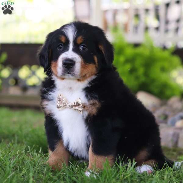 Charles, Bernese Mountain Dog Puppy