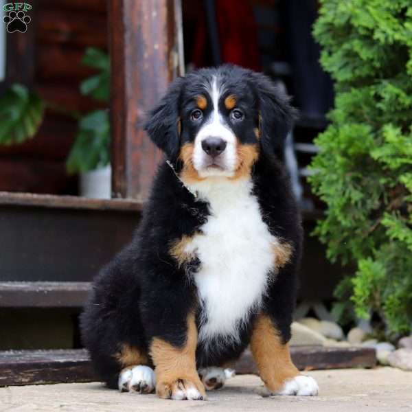 Charles, Bernese Mountain Dog Puppy