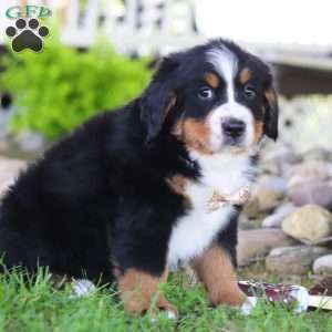 Charles, Bernese Mountain Dog Puppy