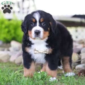 Charles, Bernese Mountain Dog Puppy