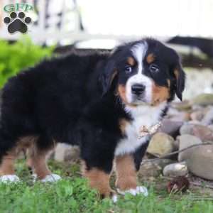 Charles, Bernese Mountain Dog Puppy
