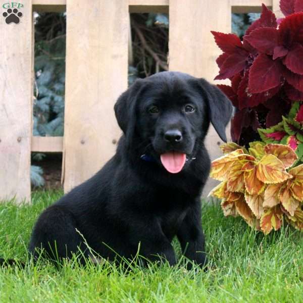 Charles, Black Labrador Retriever Puppy