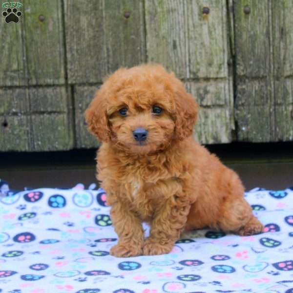 Charles, Bich-Poo Puppy