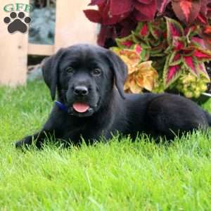 Charles, Black Labrador Retriever Puppy