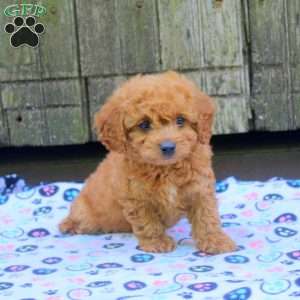 Charles, Bich-Poo Puppy