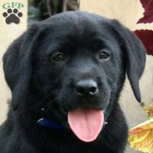 Charles, Black Labrador Retriever Puppy