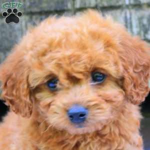Charles, Bich-Poo Puppy