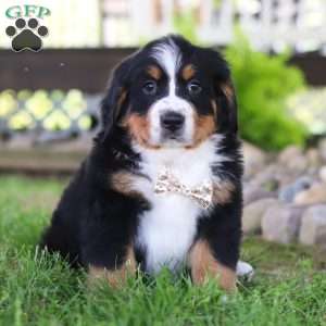 Charles, Bernese Mountain Dog Puppy