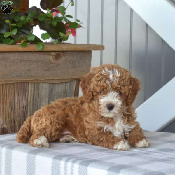 Charleston, Cavapoo Puppy