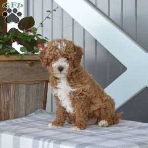 Charleston, Cavapoo Puppy