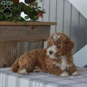 Charleston, Cavapoo Puppy