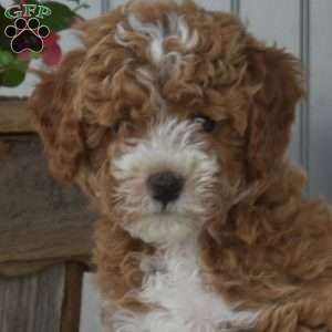 Charleston, Cavapoo Puppy