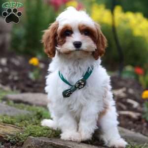 Charlie, Cavapoo Puppy