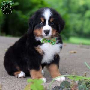 Charlie, Bernese Mountain Dog Puppy