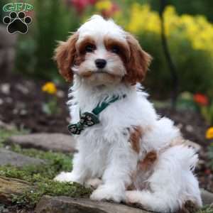 Charlie, Cavapoo Puppy