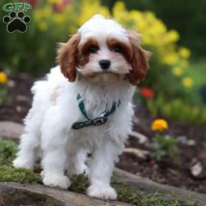 Charlie, Cavapoo Puppy