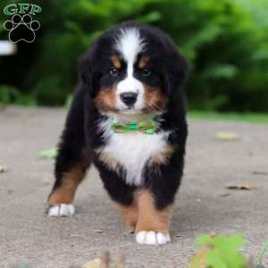 Charlie, Bernese Mountain Dog Puppy
