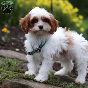 Charlie, Cavapoo Puppy