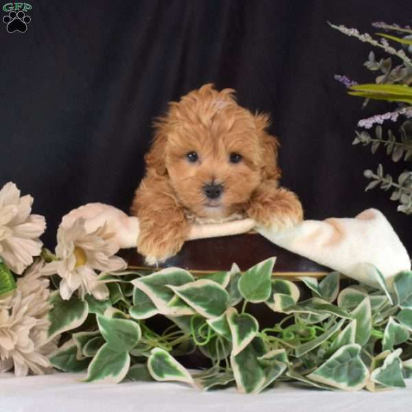 Charlie, Maltipoo Puppy