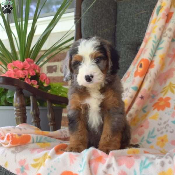 Charlie, Mini Bernedoodle Puppy