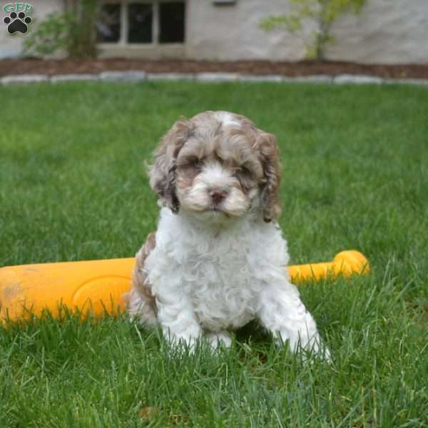 Charlie, Cockapoo Puppy