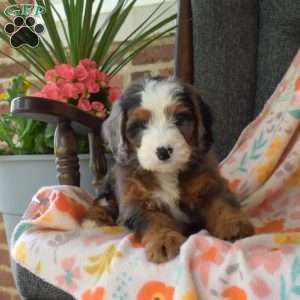 Charlie, Mini Bernedoodle Puppy