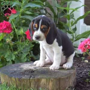 Charlie, Beagle Puppy