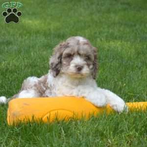 Charlie, Cockapoo Puppy